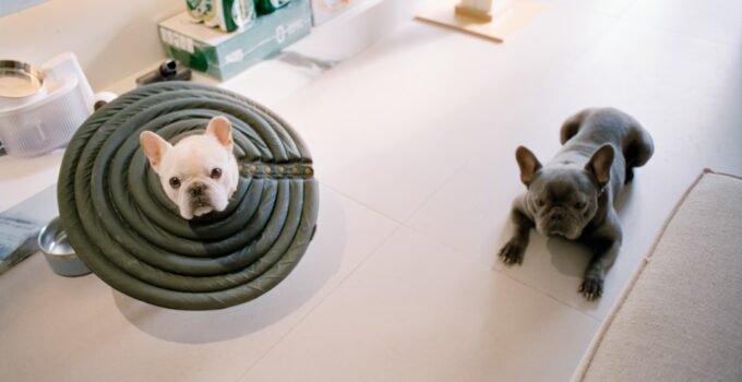 Photo Pet Health