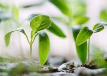 How to Create a Growth Mindset How to Create a Growth Mindset