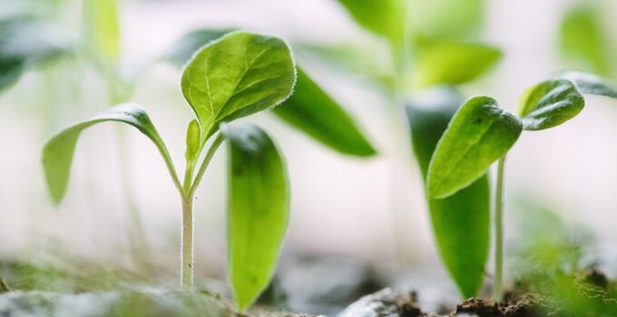 Photo Growth Mindset