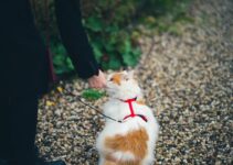 How to Understand Your Pet’s Behavior How to Understand Your Pet’s Behavior