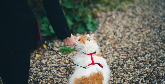 Photo Understand Pet Behavior