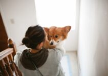 How to Groom Pets at Home Safely