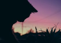 How to Choose the Right Pet for Your Lifestyle