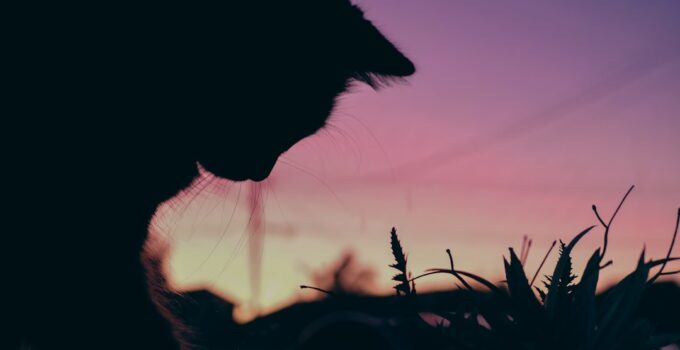 Photo Choose Right Pet Lifestyle