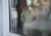 How to Travel With Pets Stress-Free