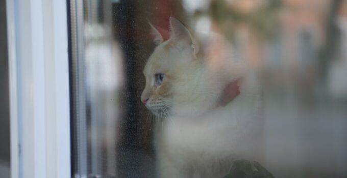 Photo Travel with Pets