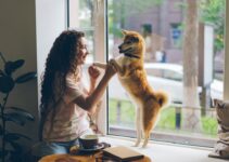 How to Improve Your Pet’s Quality of Life How to Improve Your Pet’s Quality of Life