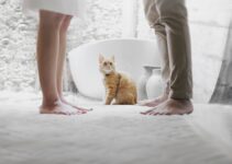 How to Pet-Proof Your Home Before Bringing a New Pet