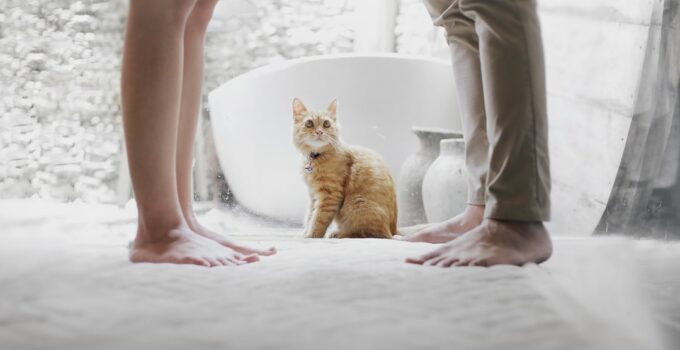 Photo Pet-Proof Your Home