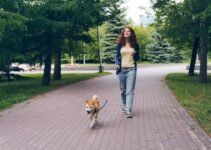 How to Exercise Your Pet Based on Their Energy Level How to Exercise Your Pet Based on Their Energy Level