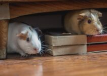 How to Socialize Your Pet With Other Animals How to Socialize Your Pet With Other Animals