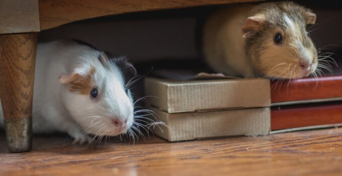 Photo Socialize Pet Animals
