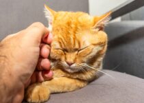 How to Help Your Pet Adjust to a New Home