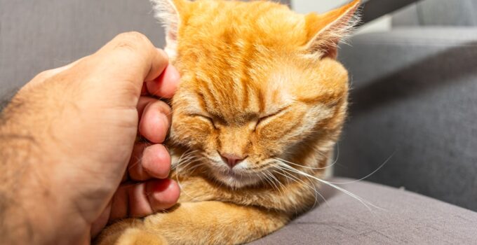 Photo Pet Adjustment