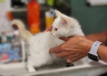 How to Choose the Right Veterinarian for Your Pet