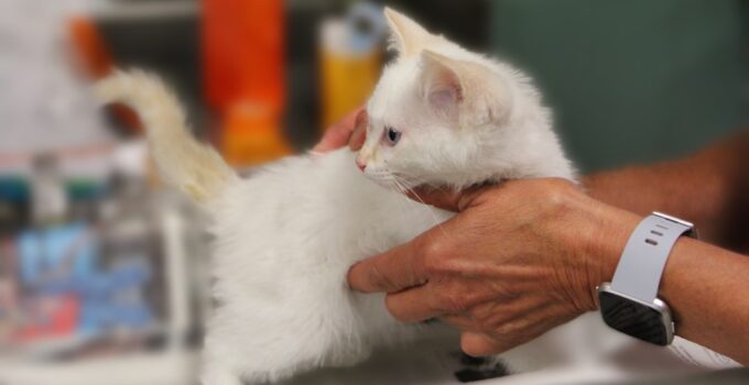 Photo veterinarian