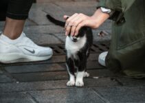 How to Budget for Pet Ownership Realistically