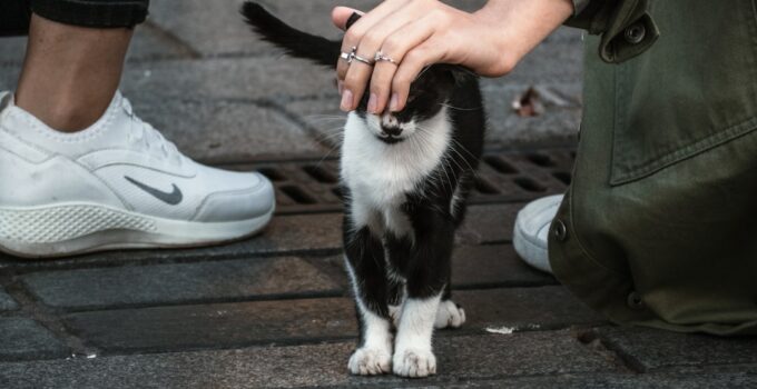 Photo Budget for Pet Ownership
