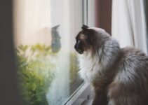 How to Deal With Pet Separation Anxiety How to Deal With Pet Separation Anxiety