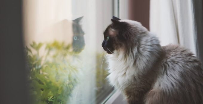 Photo Pet Separation Anxiety