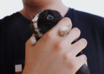 How to Introduce a New Pet to Existing Pets How to Introduce a New Pet to Existing Pets