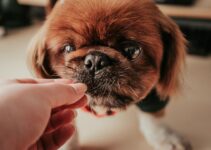 How to Maintain Your Pet’s Dental Health How to Maintain Your Pet’s Dental Health