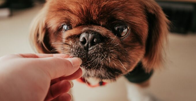 Photo Pets Dental Health
