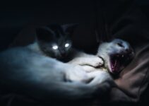 How to Prepare for Pet Emergencies