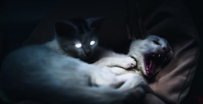 Photo Pet Emergencies