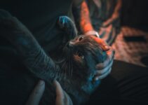 How to Understand Your Pet’s Body Language
