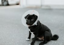 How to Choose the Right Pet Insurance Plan How to Choose the Right Pet Insurance Plan