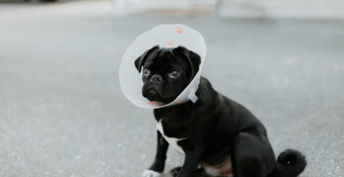 Photo Pet Insurance Plan