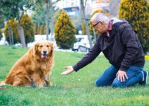 How to Care for Senior Pets as They Age