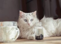 How to Transition Your Pet to a New Diet Safely