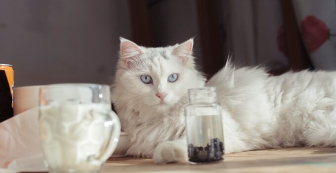 Photo Transition Your Pet to a New Diet