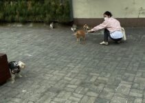 How to Manage Multiple Pets in One Household