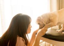 How to Handle Pet Behavioral Changes How to Handle Pet Behavioral Changes