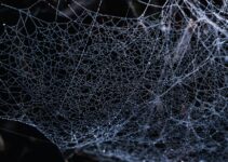 Using Dark Web Safely for Privacy: Tips and Tricks Using Dark Web Safely for Privacy: Tips and Tricks