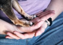How to Prevent Common Pet Health Problems
