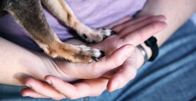 Photo Prevent Pet Health Problems