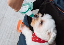 How to Create a Pet First Aid Kit