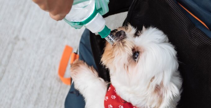 Photo Pet First Aid Kit