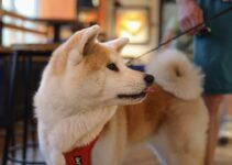 How to Teach Your Pet Tricks for Fun and Bonding How to Teach Your Pet Tricks for Fun and Bonding