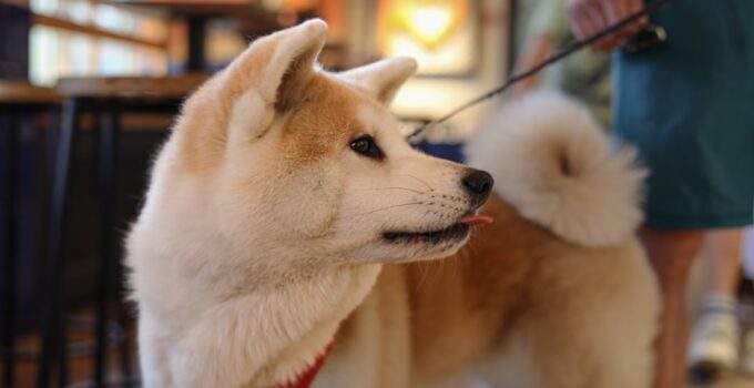 Photo Teach Pet Tricks