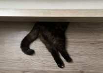 How to Stop Cat From Scratching Furniture How to Stop Cat From Scratching Furniture