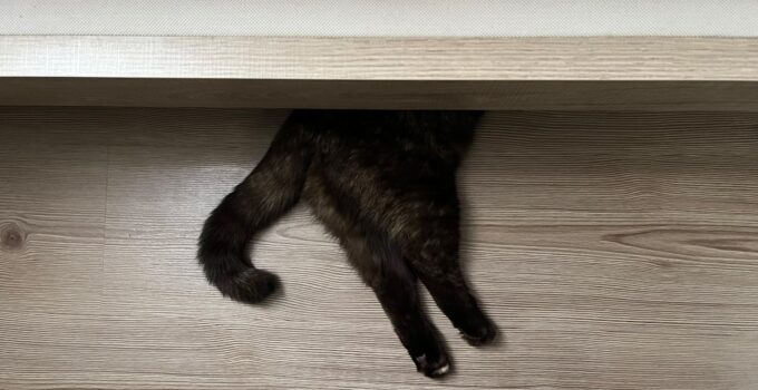 Photo Cat Scratching Furniture