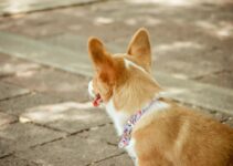 How to Clean Dog Ears Safely How to Clean Dog Ears Safely