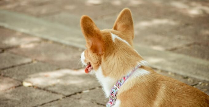 Photo Clean Dog Ears