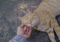 How to Give Medicine to a Difficult Cat