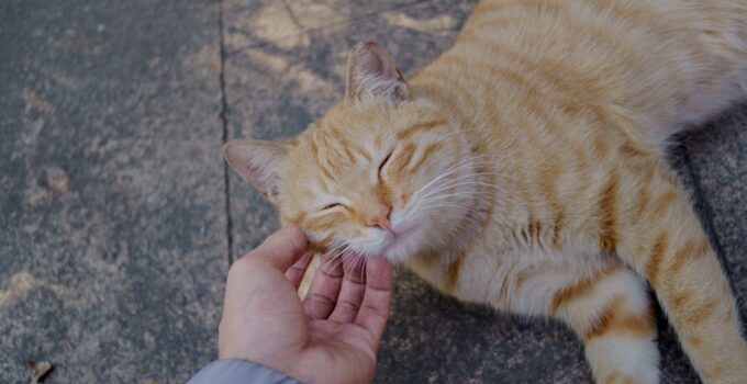 Photo Give Medicine to a Difficult Cat